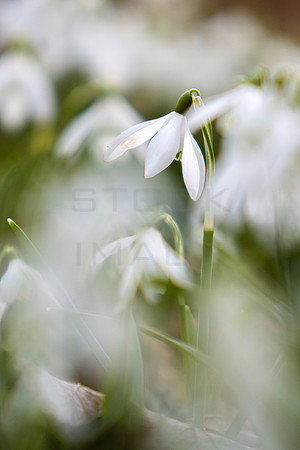 Snowdrop Reveal_3437-local_90D