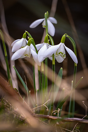 Woodland Snowdrops_3468-local_90D