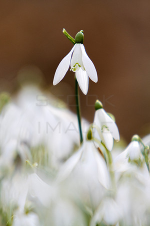 Snowdrop_3436-local_90D