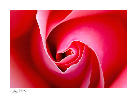 Fibonacci Rose_6398-print