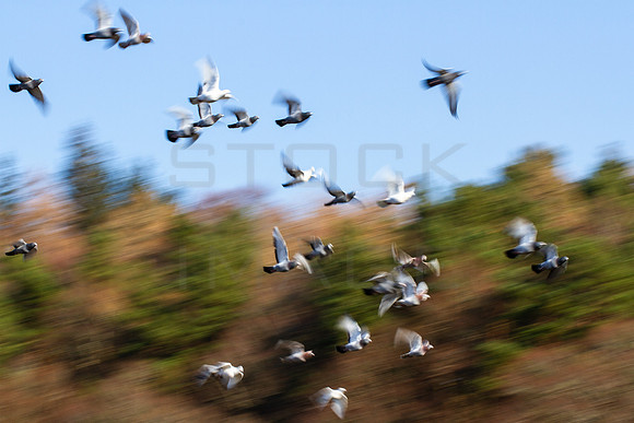 Time to Fly_8897-7D-local