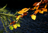 A Touch of Autumn