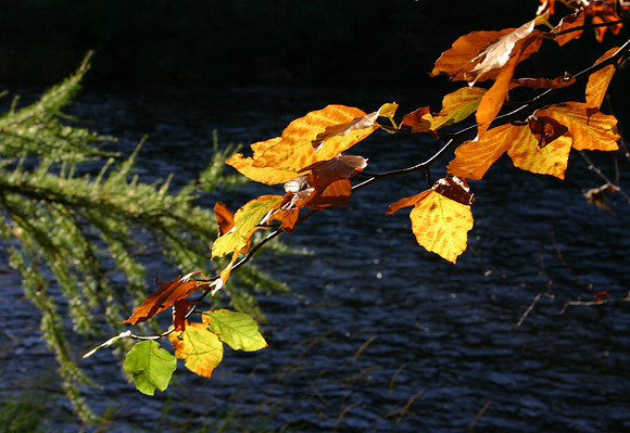 A Touch of Autumn