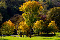 Autumn in Haylodge Park_6844