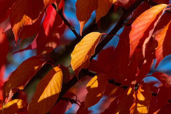 Gold Leaf_0080