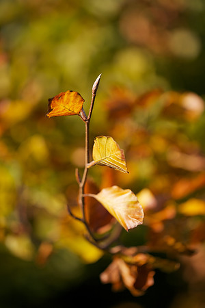 Pointing to Autumn_4081