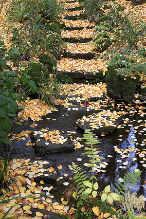 Steps of Gold_1279-01