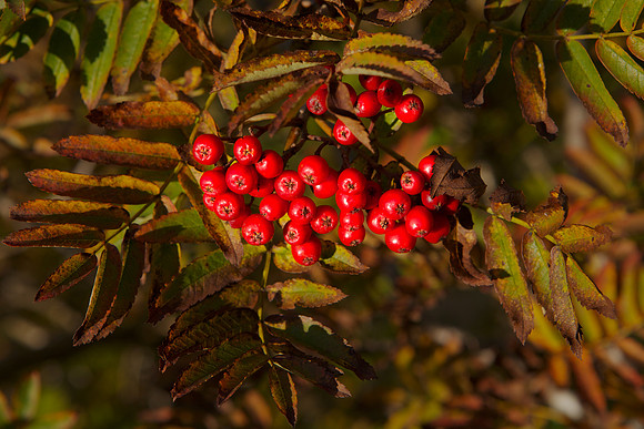Rowan Berries_3851