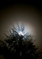 Moon Behind Tree in Mist_0074