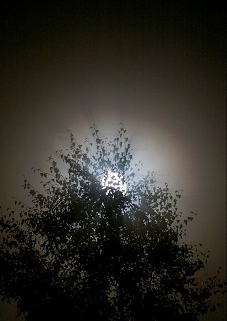 Moon Behind Tree in Mist_0074