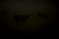 Cows in the Mist_0042