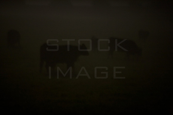 Cows in the Mist_0042