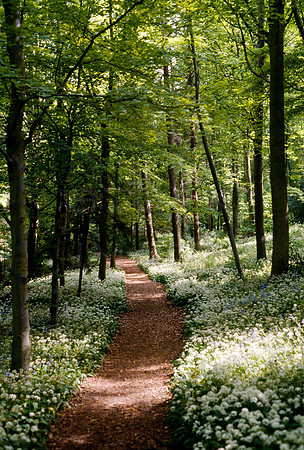 Woodland Walk