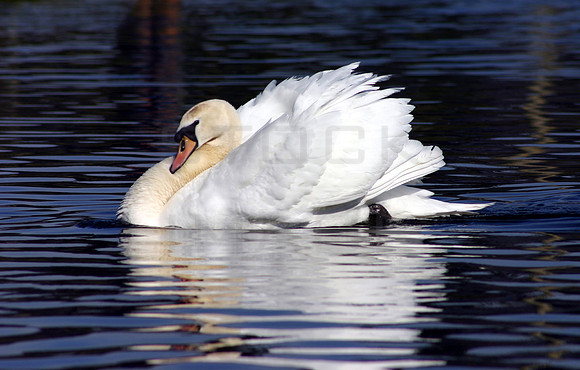 Brooding Swan
