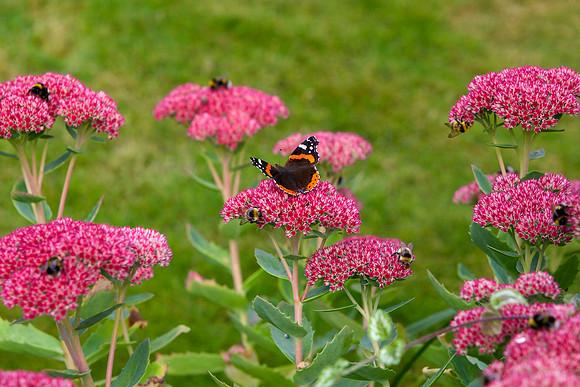 Sedum 'Neon' _0019