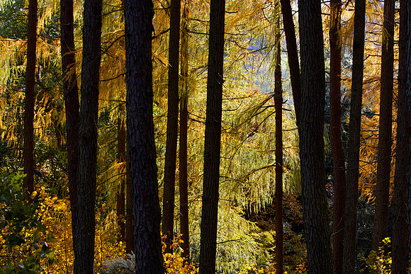 Curtains of Gold_4027