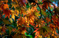 Autumn Leaves