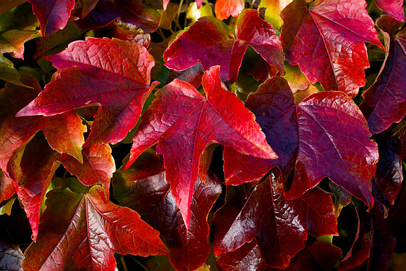 Autumn Stock_Leaves_4036