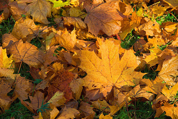 Fallen Autumn Leaves