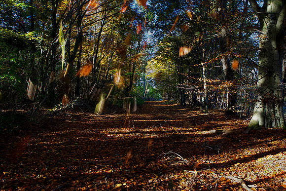 Falling Woods_4916
