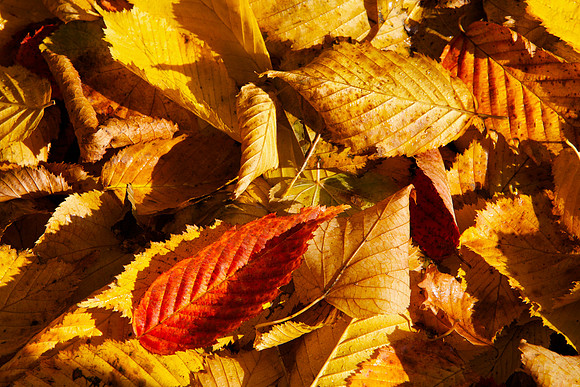 Golden Brown_6834