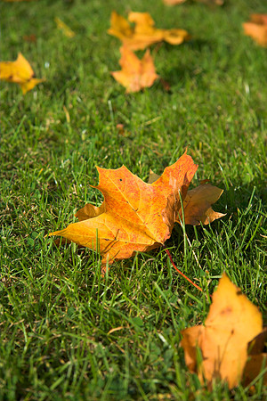 Newly Fallen