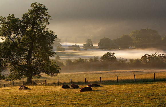 Lazy Summer Morning-131-90D.
