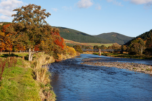 Tweed and Bridge in Autumn-2569-5D111