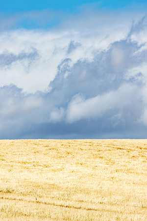 Wheat Field below Clouds_5106-90D