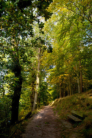 Path through Pirn Wood_0026