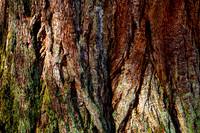 Redwood Bark Detail_9698-5d