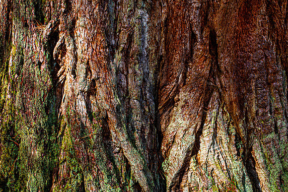 Redwood Bark Detail_9698-5d