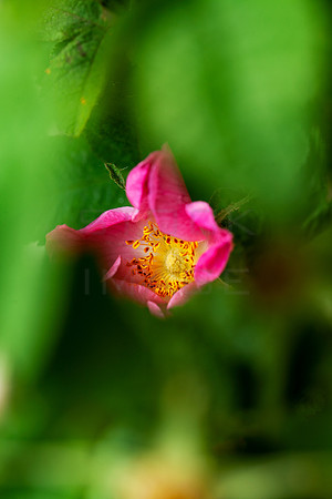 Dog Rose_4501