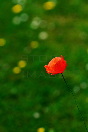 Red on Green_4513