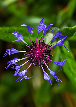 Cornflower_4572