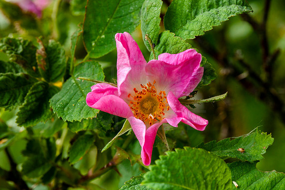 Dog Rose_4514