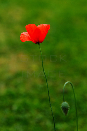 Red Poppy_4484