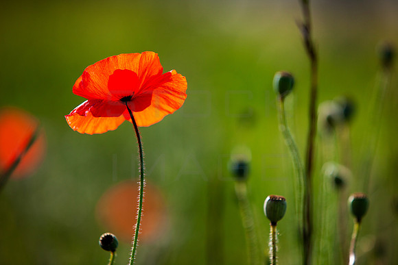 Backlit Poppy_5248_5D- ocal