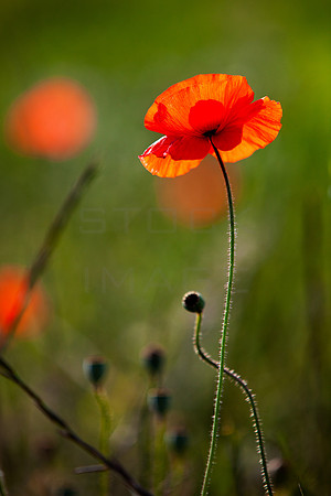 Back-lit Poppy_5247_5D-local