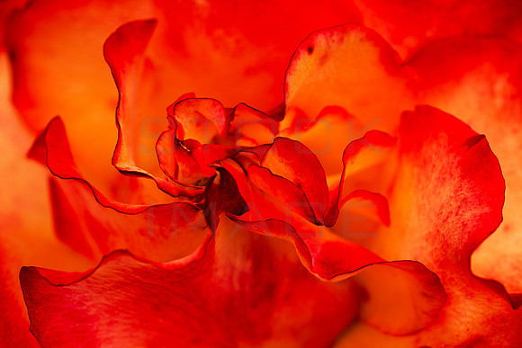 Hellfire Rose_4816-5D