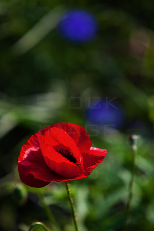 Red Poppyand Blue_5245_5D-local