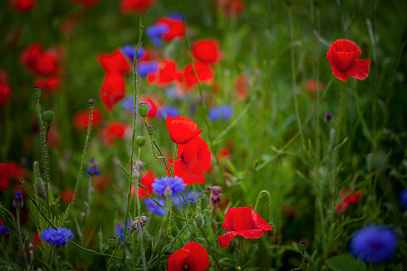 Wild Poppies_4849-5D
