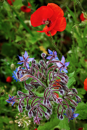 Wild Poppy and Blue plant_4838-5D