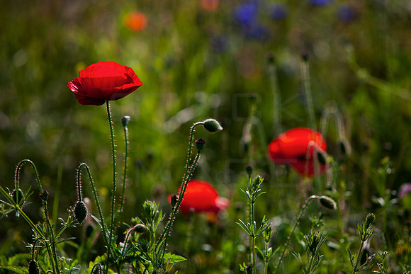 Wild Red Poppy_5244_5D-local