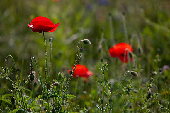 Wild Red Poppy_5243_5D-local