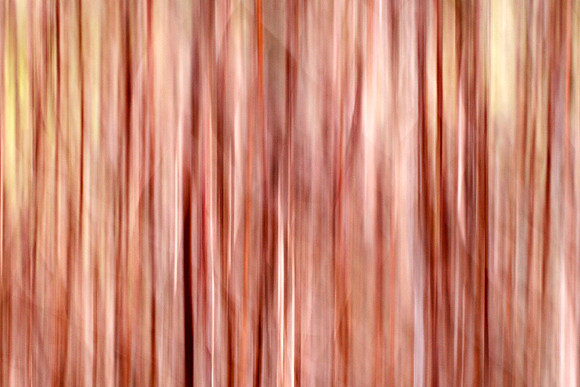 Reeds Rush_8632