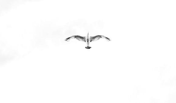 I Felt My Spirit Soaring_2631