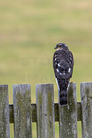Sparrowhawk_0469-90D