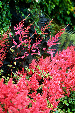 Floral Fire