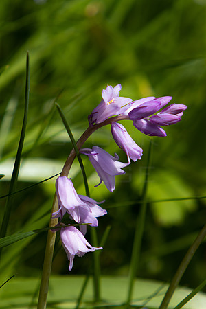 Bluebells on Stem_4104-spring-2023_90D